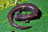 Sequoia Slender Salamander