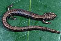 Sequoia Slender Salamander