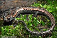 Sequoia Slender Salamander