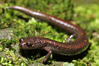 Sequoia Slender Salamander