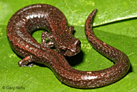 Sequoia Slender Salamander