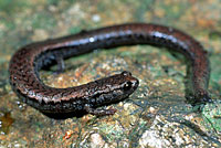 Santa Lucia Mountains Slender Salamander