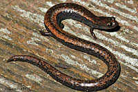 Santa Lucia Mountains Slender Salamander