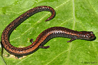 Santa Lucia Mountains Slender Salamander