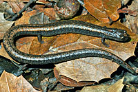 Santa Lucia Mountains Slender Salamander