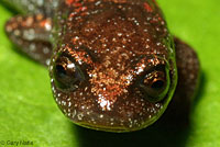 Santa Lucia Mountains Slender Salamander