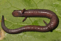 Santa Lucia Mountains Slender Salamander