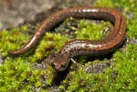 Santa Lucia Mountains Slender Salamander