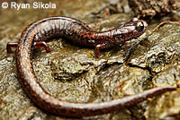 Santa Lucia Mountains Slender Salamander