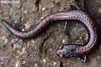 Santa Lucia Mountains Slender Salamander