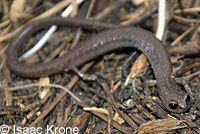 Garden Slender Salamander