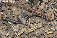 Garden Slender Salamander