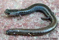 Garden Slender Salamander