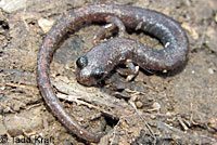 Garden Slender Salamander