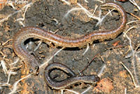 Garden Slender Salamander