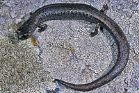 Lesser Slender Salamander