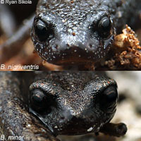 Lesser Slender Salamander comparison