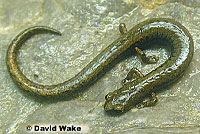 Lesser Slender Salamander