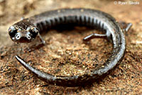 Lesser Slender Salamander