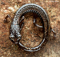 Lesser Slender Salamander