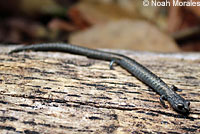 Lesser Slender Salamander