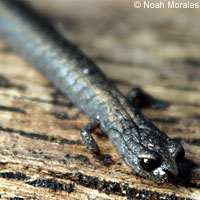 Lesser Slender Salamander