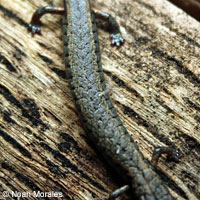 Lesser Slender Salamander