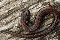 Lesser Slender Salamander