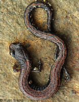 Lesser Slender Salamander