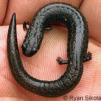 Lesser Slender Salamander