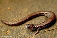 Lesser Slender Salamander