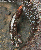 Lesser Slender Salamander