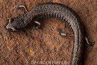 Lesser Slender Salamander