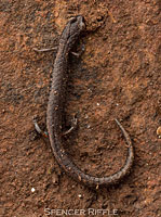 Lesser Slender Salamander