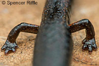 Lesser Slender Salamander