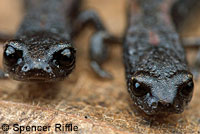 Lesser Slender Salamander