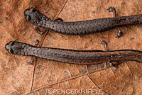 Lesser Slender Salamander