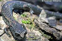 Lesser Slender Salamander