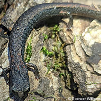 Lesser Slender Salamander