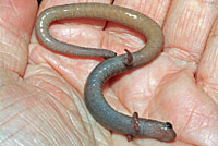 Garden Slender Salamander