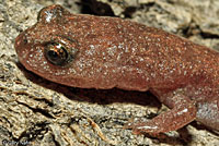 Garden Slender Salamander