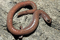 Garden Slender Salamander