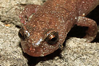 Garden Slender Salamander