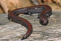 Garden Slender Salamander