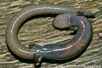 Garden Slender Salamander