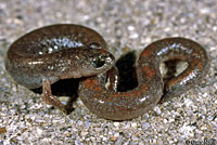 Garden Slender Salamander