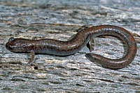 Garden Slender Salamander