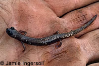 Garden Slender Salamander