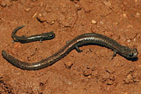 Garden Slender Salamander