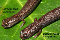 San Simeon Slender Salamander Comparison